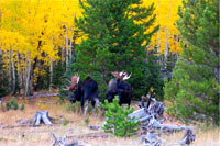 guided moose hunts, wyoming moose hunts, guided wyoming hunts, moose hunting wyoming, bull moose hunts, guided bull moose hunts, cody wy