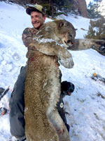 guided mountain lion hunts in Wyoming, lion hunting wyoming, mountain lions hunts wyoming